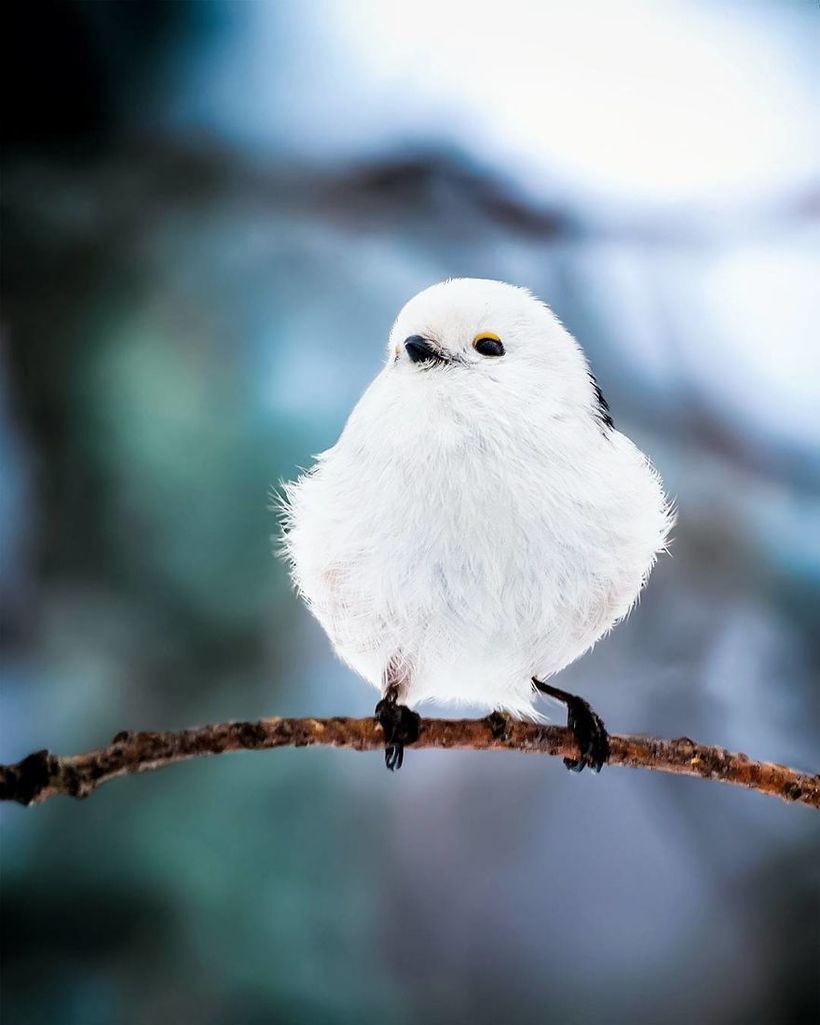 Блог - Финский фотограф снимает настоящих живых Angry Birds Финский фотограф снимает настоящих живых Angry Birds