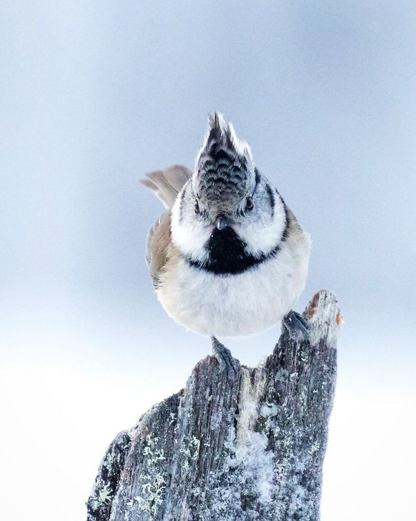 Блог - Финский фотограф снимает настоящих живых Angry Birds Финский фотограф снимает настоящих живых Angry Birds