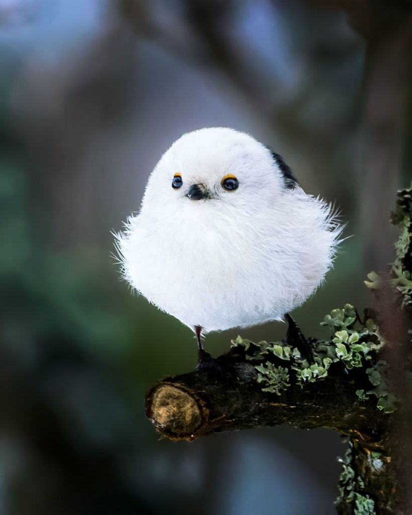 Блог - Финский фотограф снимает настоящих живых Angry Birds Финский фотограф снимает настоящих живых Angry Birds