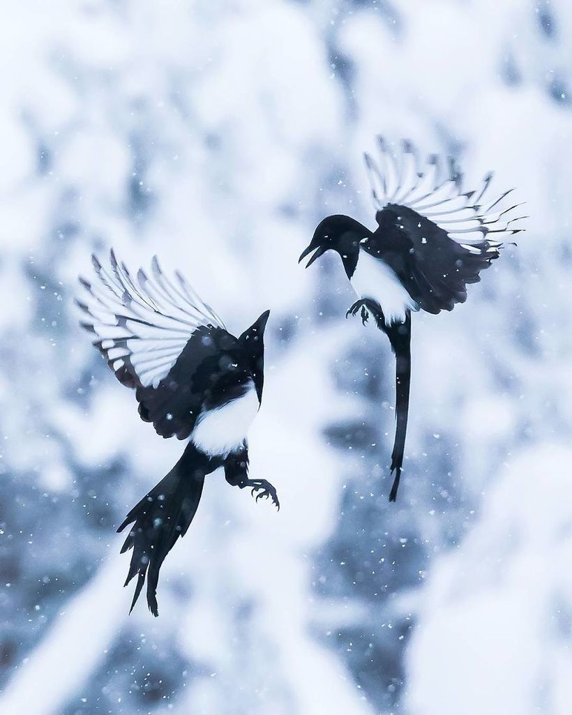 Блог - Финский фотограф снимает настоящих живых Angry Birds Финский фотограф снимает настоящих живых Angry Birds