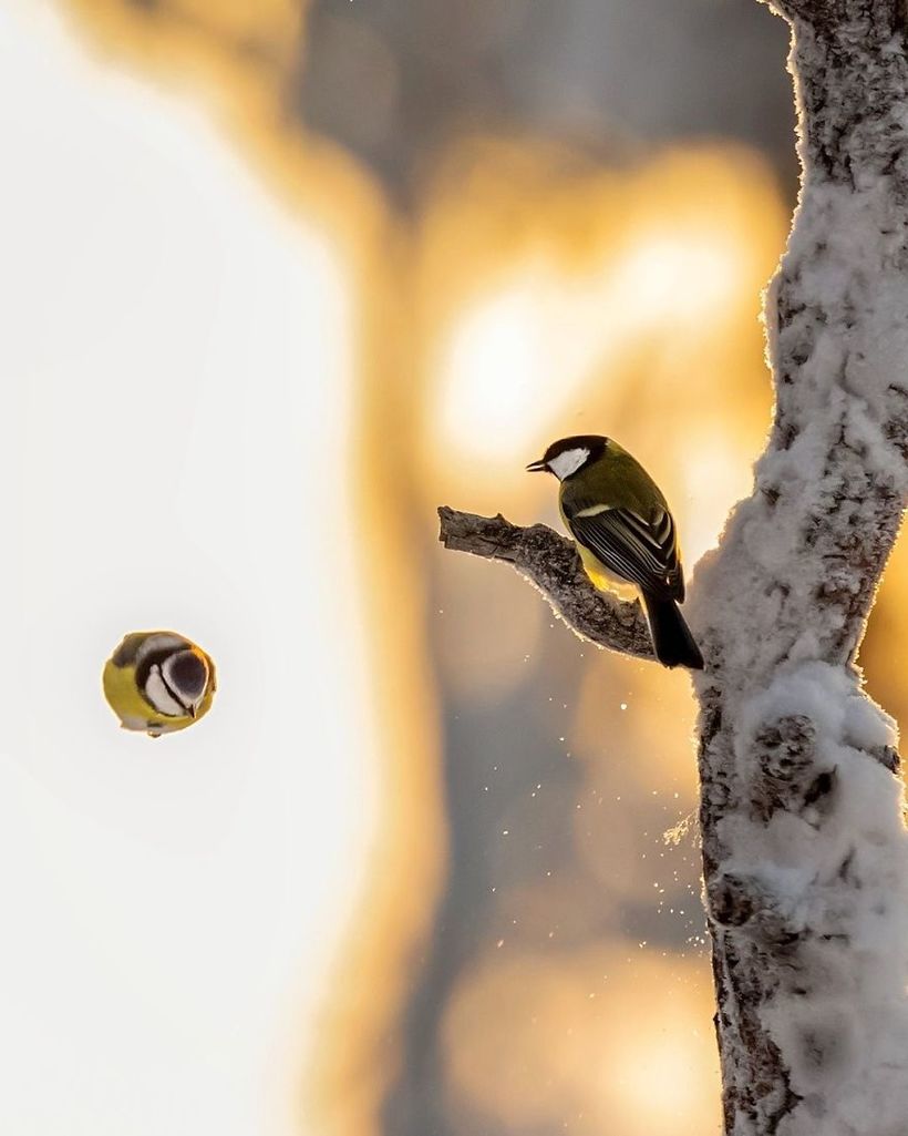 Блог - Финский фотограф снимает настоящих живых Angry Birds Финский фотограф снимает настоящих живых Angry Birds