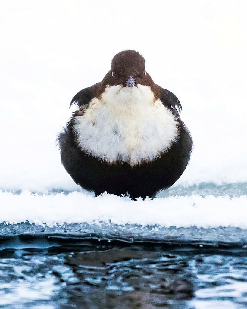 Блог - Финский фотограф снимает настоящих живых Angry Birds Финский фотограф снимает настоящих живых Angry Birds
