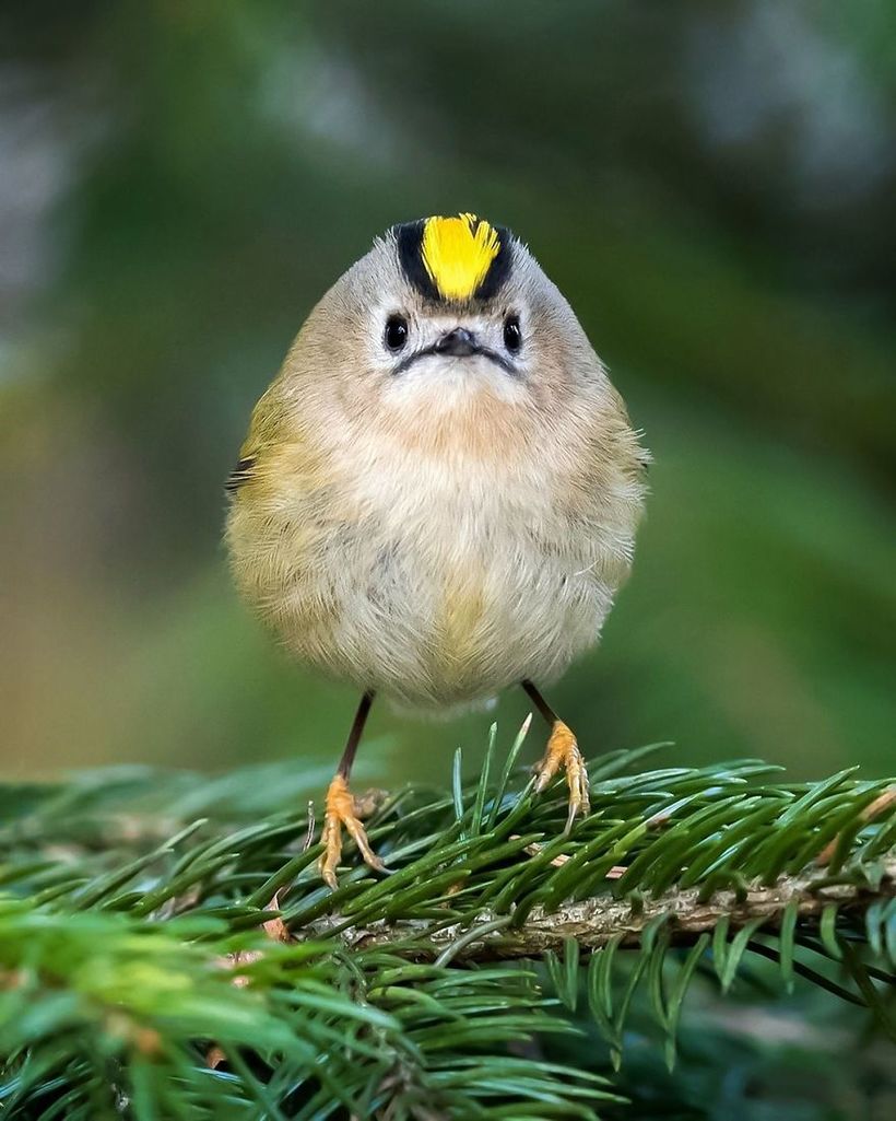 Блог - Финский фотограф снимает настоящих живых Angry Birds Финский фотограф снимает настоящих живых Angry Birds