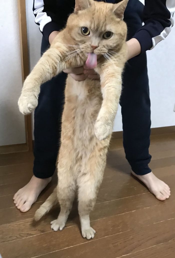 Растяни кота))) - Обсуждение статьи