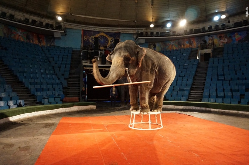6 самых ужасных случаев под куполом цирка