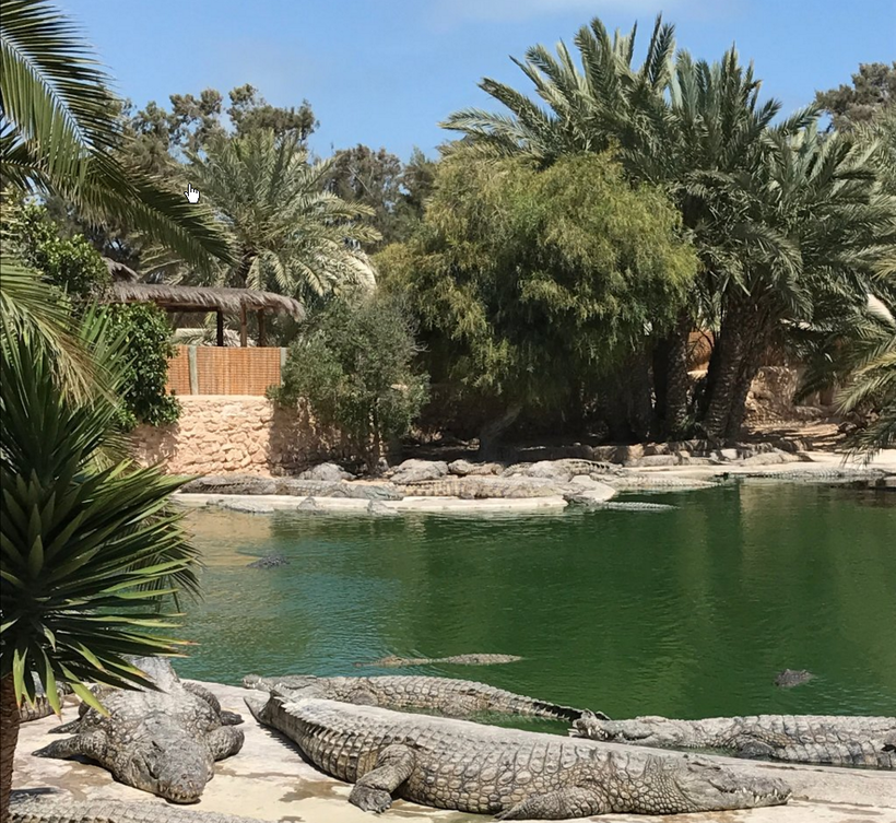 Крокодиловая ферма Djerba Explore в мае