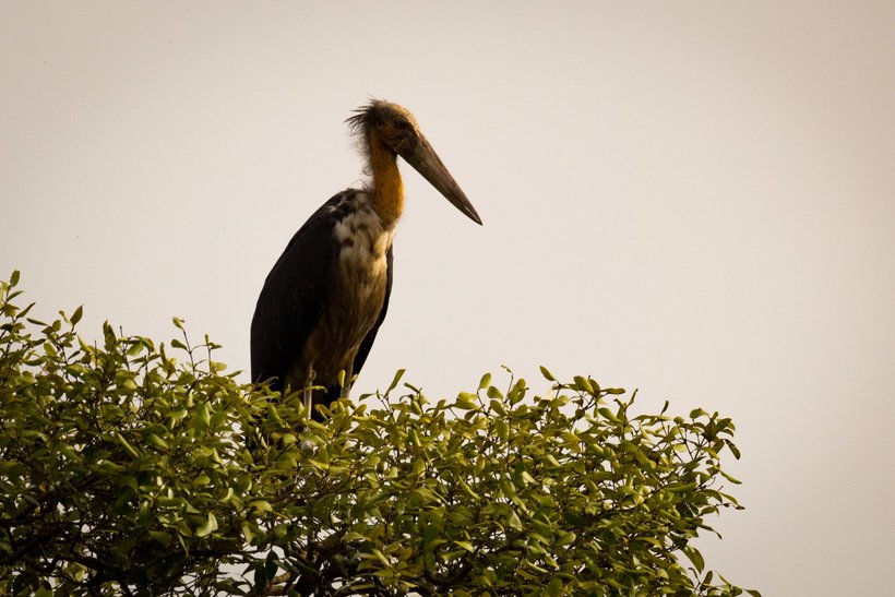 В заповеднике Dr. Salim Ali Bird Sanctuary