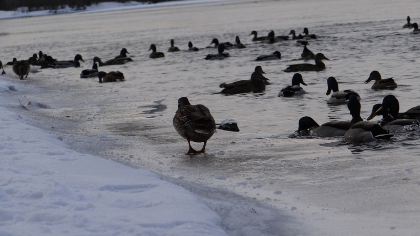 Набережная Енисея в январе