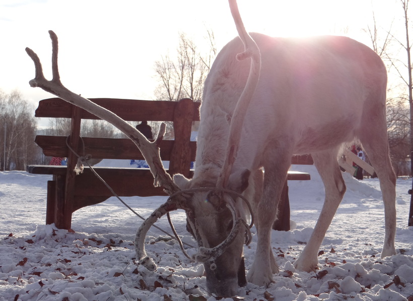 На оленях можно покататься на острове Татышева
