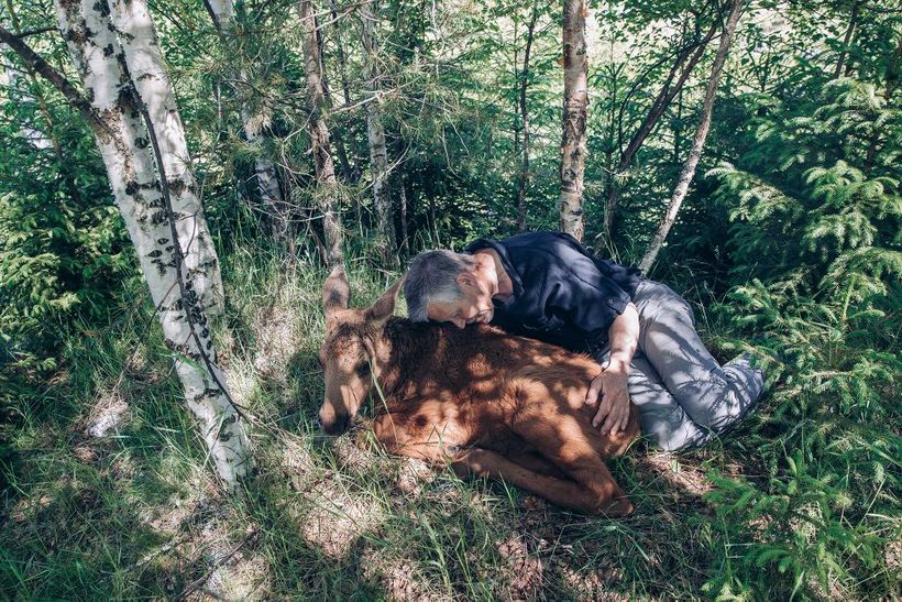 Блог - Гуси, лоси и альпаки: почему у финнов такие странные домашние животные Гуси, лоси и альпаки: почему у финнов такие странные домашние животные
