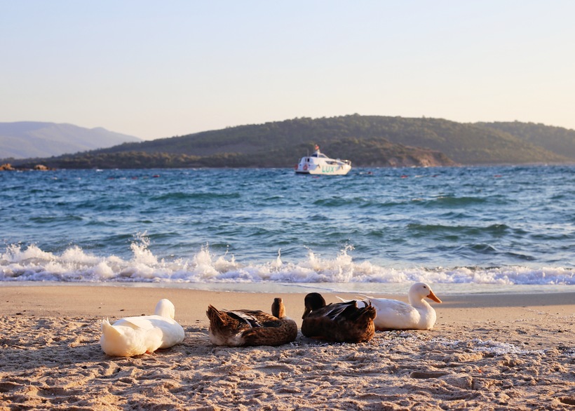 Блог - 1 мая открывается LUX* Bodrum Resort & Residences 1 мая открывается LUX* Bodrum Resort & Residences