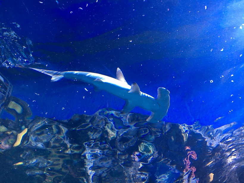 ОАЭ, Дубай Молл — экскурсия по аквариуму