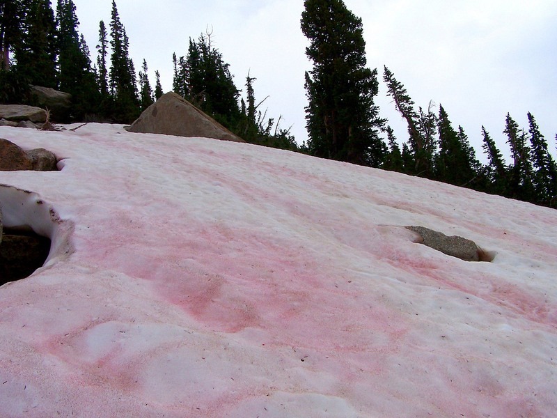 Где можно увидеть розовый снег, и почему он пахнет арбузом