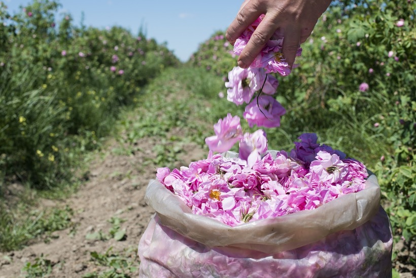 Блог - Долина роз в Болгарии: как получают драгоценное розовое масло Долина роз в Болгарии: как получают драгоценное розовое масло