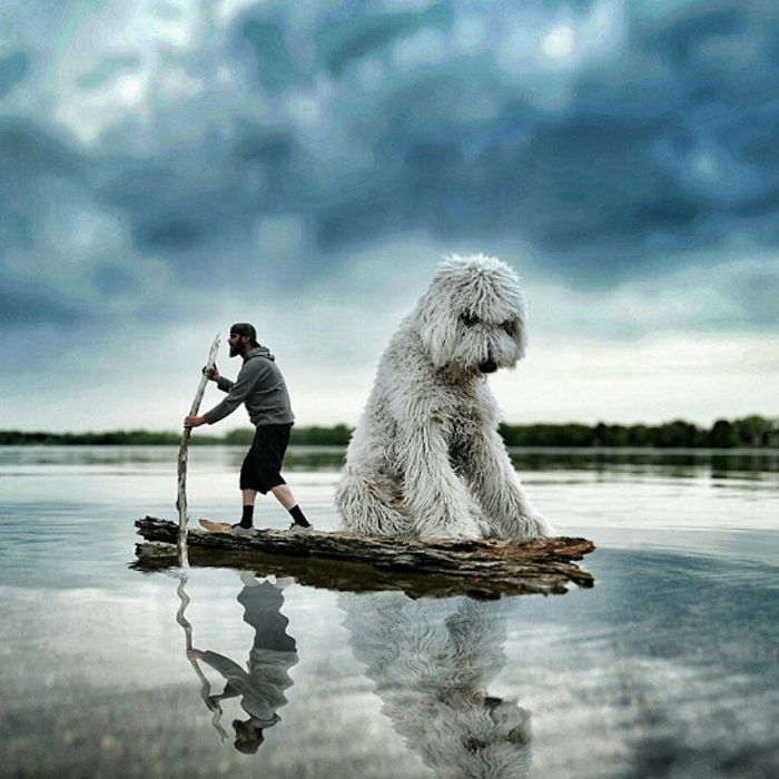 Блог - 20 фотографий гигантского пса Джуджи, который покорит вас своим обаянием 20 фотографий гигантского пса Джуджи, который покорит вас своим обаянием