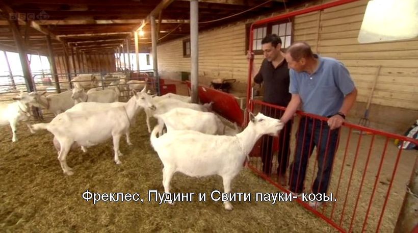 Блог - Генетиков не остановить: зачем ученые скрестили паука и козу, и что из этого вышло Генетиков не остановить: зачем ученые скрестили паука и козу, и что из этого вышло