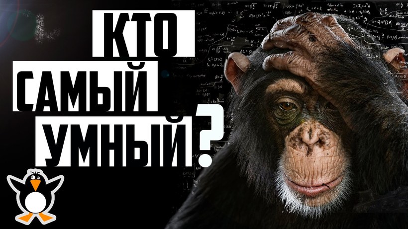 Блог - Ученые выяснили кто умнее: шимпанзе, собака или дельфин Ученые выяснили кто умнее: шимпанзе, собака или дельфин