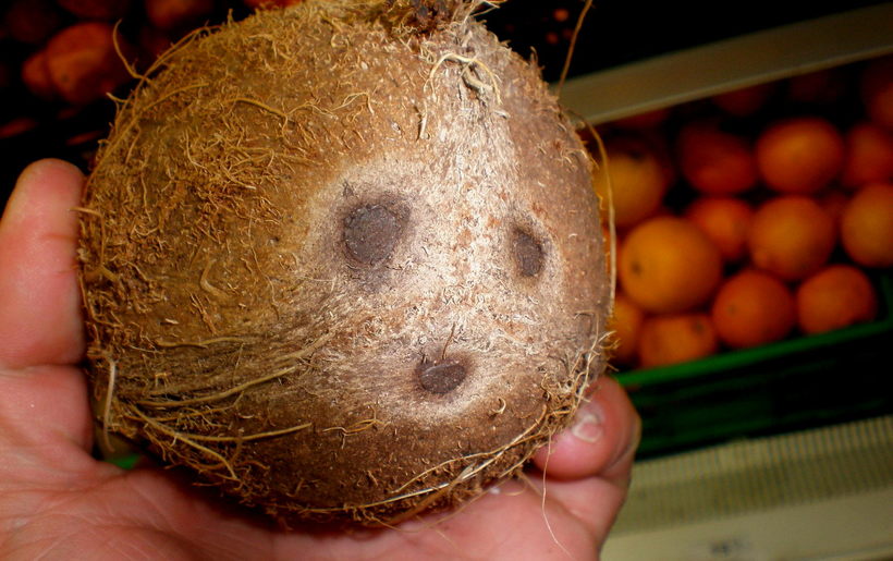Откуда на плодах три темных пятна и другие интересные факты о кокосовом орехе