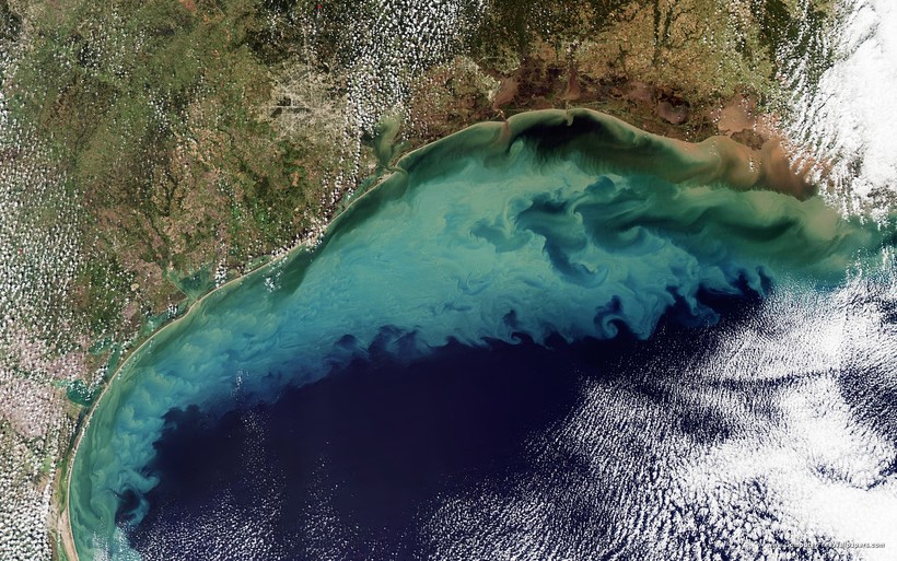 Размножение водорослей в Мексиканском заливе Размножение водорослей в Мексиканском заливе