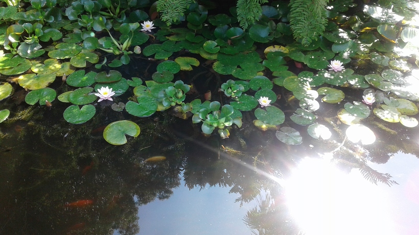 Ботанический сад Батуми