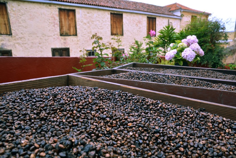 Тенерифе: гастрономия и вина