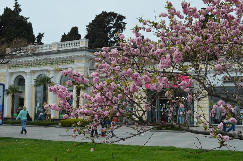 Набережная в цвету