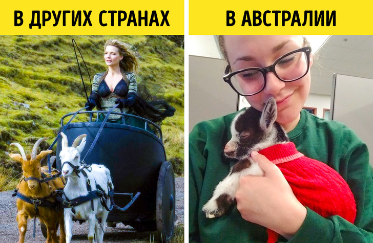 Блог - Запрет на пение, 50 кг картофеля и воздушные змеи: 13 странных законов Австралии Запрет на пение, 50 кг картофеля и воздушные змеи: 13 странных законов Австралии