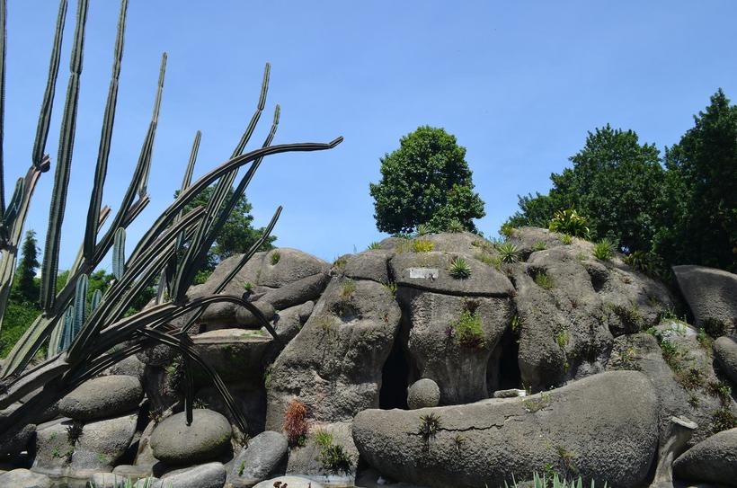 Кактусы в парке Кампо де Сантана