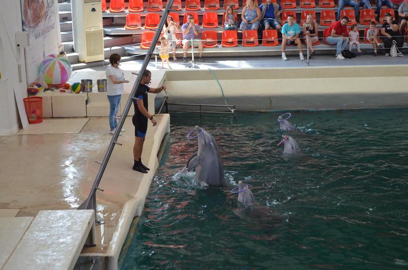 Дельфины сегодня в ударе!