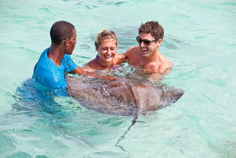 Обратная сторона экотуризма: скаты стали ручными, обленились и перестали охотиться