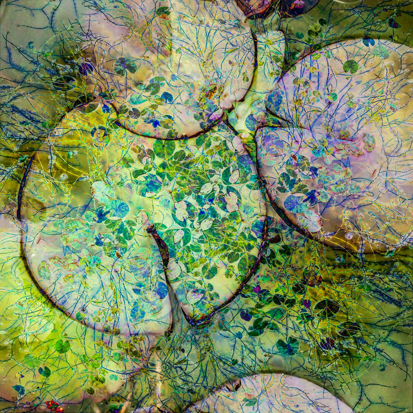 Волшебные фото, победившие на конкурсе Садовый фотограф года 2018