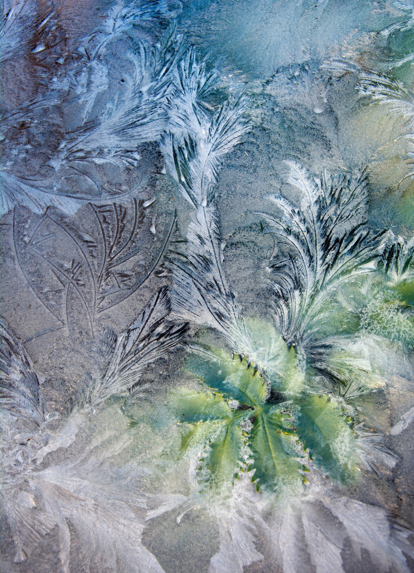 Волшебные фото, победившие на конкурсе Садовый фотограф года 2018