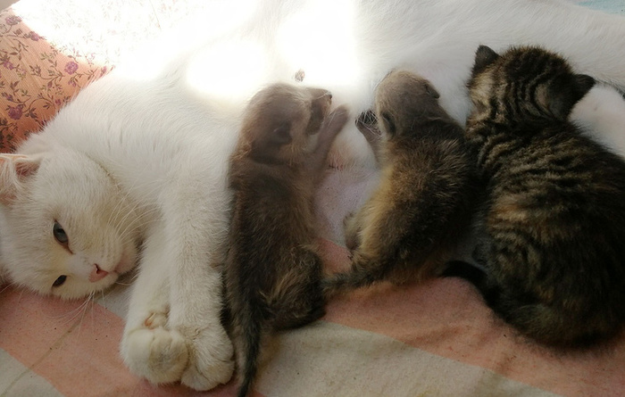 Кошка стала приемной мамой маленьким енотикам: трогательные фото