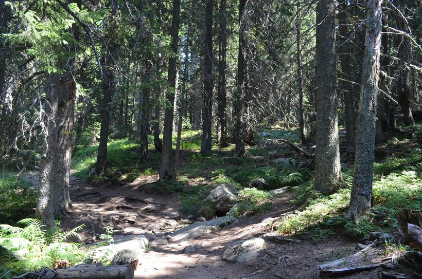 В густом лесу, куда не попадает достаточно солнечного света, неважно чувствуешь себя в легкой одежде
