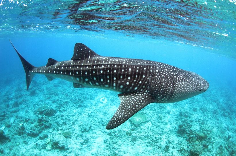 Блог - Подводный Фестиваль в Lux* South Ari Atoll Подводный Фестиваль в Lux* South Ari Atoll