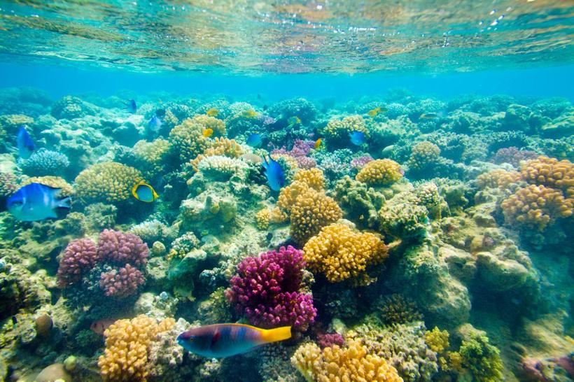 Подводный мир Красного моря