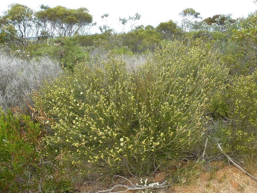 Мелалеука крючковатая (Melaleuca uncinata) — растение-хозяин, за счет которого живет ризантелла Гарднера