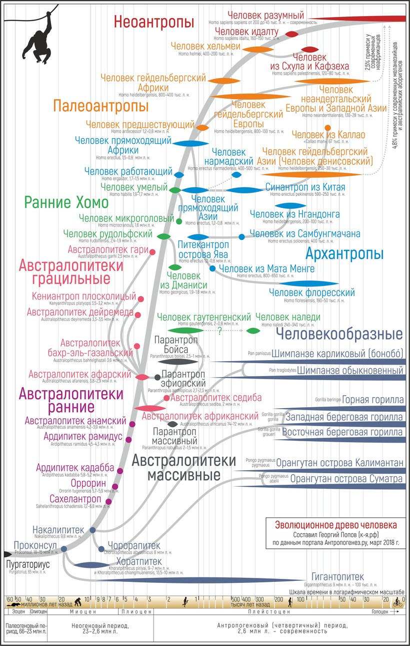 Блог - Краткая родословная человека: кто такие австралопитеки, кроманьонцы и денисовцы Краткая родословная человека: кто такие австралопитеки, кроманьонцы и денисовцы