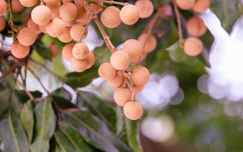 Лонган - что это: фото, польза и вред, калорийность, рецепты, посадка и ...