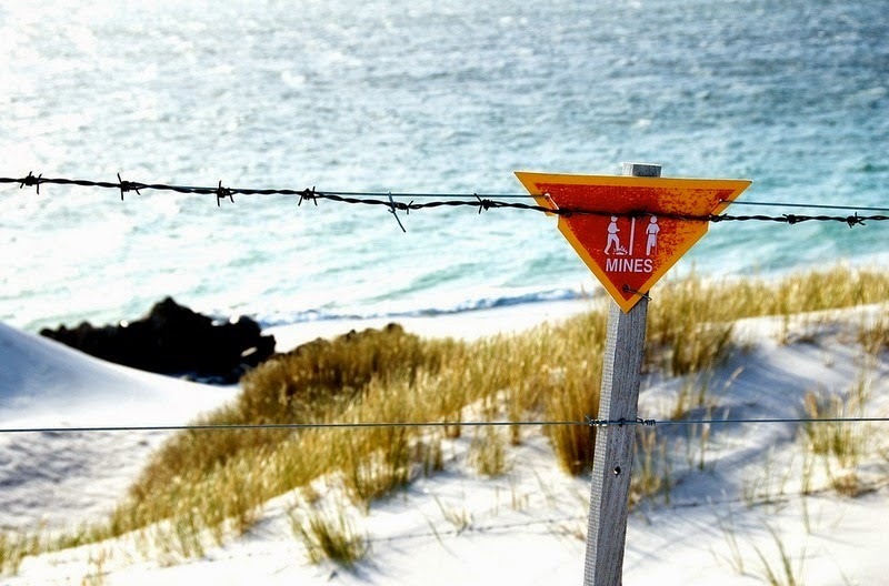 Как пингвинов использовали вместо дров, а минные поля спасли их от вымирания