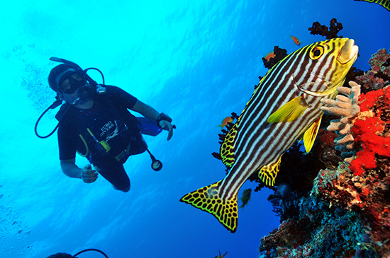 Блог - В поисках Немо в Dhigali Maldives В поисках Немо в Dhigali Maldives