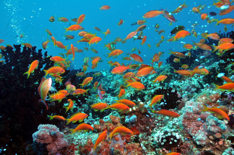 Блог - В поисках Немо в Dhigali Maldives В поисках Немо в Dhigali Maldives