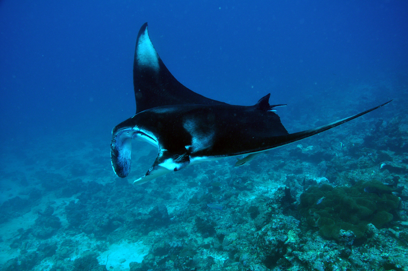 Блог - В поисках Немо в Dhigali Maldives В поисках Немо в Dhigali Maldives