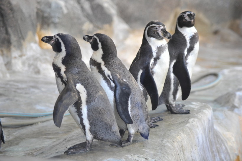 Пингвины Гумбольдта