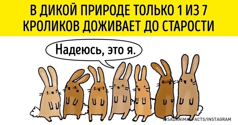 Блог - Грустные факты о животных от Брук Баркер, которые растрогают любого Грустные факты о животных от Брук Баркер, которые растрогают любого