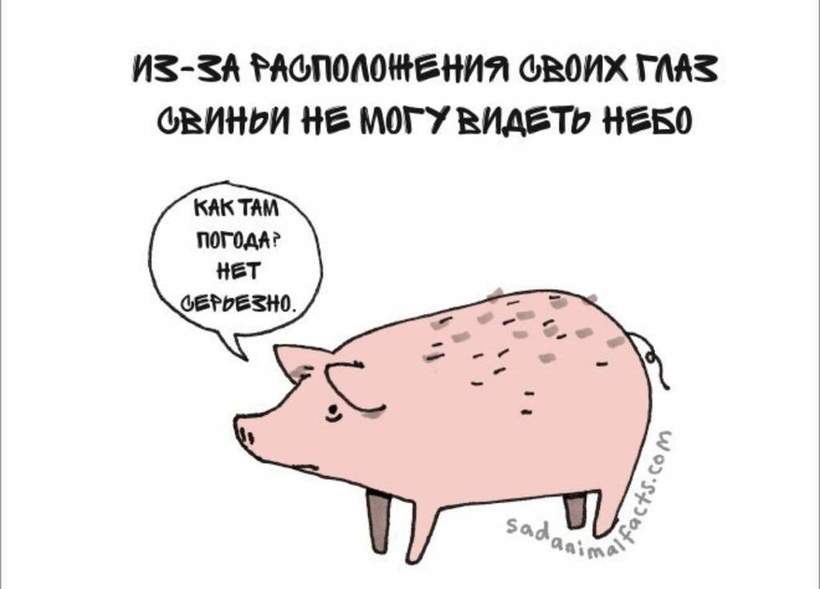 Блог - Грустные факты о животных от Брук Баркер, которые растрогают любого Грустные факты о животных от Брук Баркер, которые растрогают любого