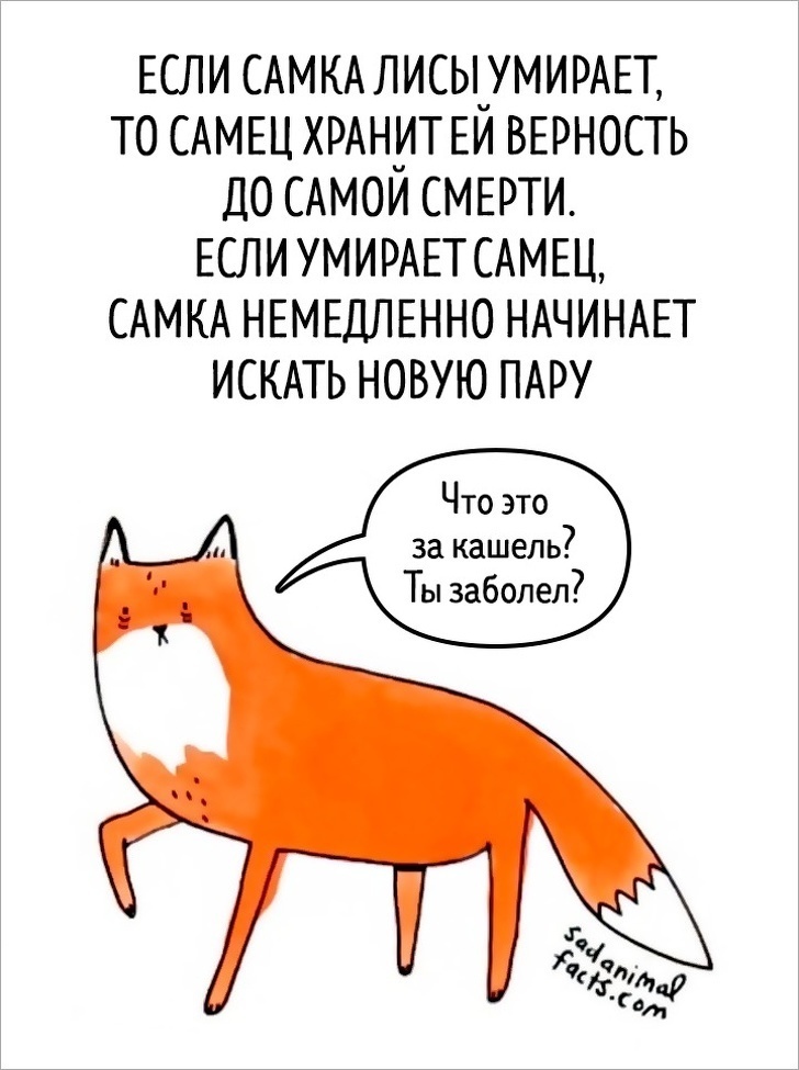 Блог - Грустные факты о животных от Брук Баркер, которые растрогают любого Грустные факты о животных от Брук Баркер, которые растрогают любого