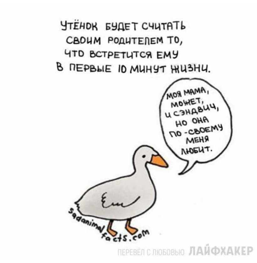 Блог - Грустные факты о животных от Брук Баркер, которые растрогают любого Грустные факты о животных от Брук Баркер, которые растрогают любого