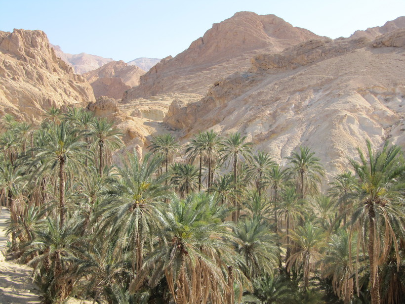 оазис в пустыне Сахара