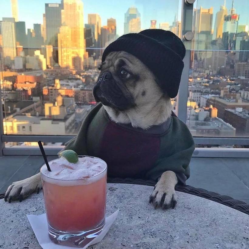 Блог - 10 самых популярных собак из Instagram, у которых миллионы подписчиков 10 самых популярных собак из Instagram, у которых миллионы подписчиков